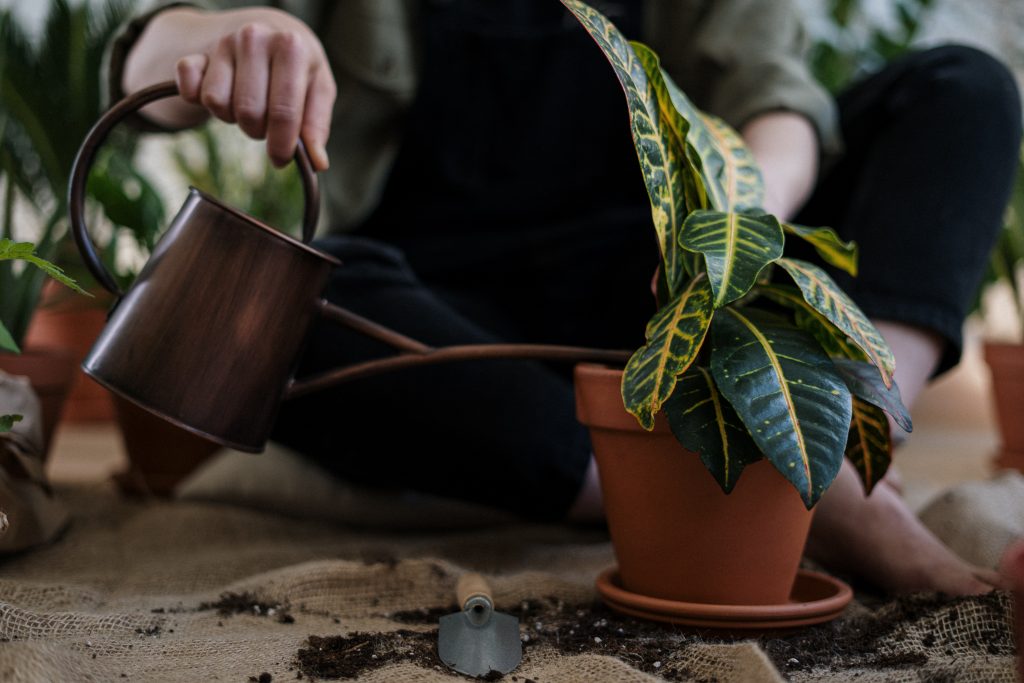 Man potting plant 